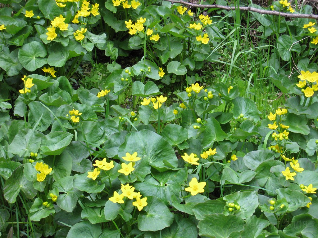 Mackinaw Island Area May 2008 1057.jpg - May 24 2008 a trip to Mackinac City for a 5 M race and a visit to Mackinac Island. A day to the UP, Paradise, Whitefish Point and Tahquamen Falls. This was followed by trips to Petoskey and Charlevoix.
